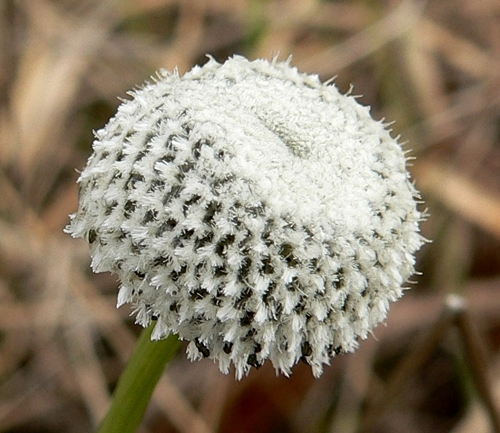 {Eriocaulon compressum}